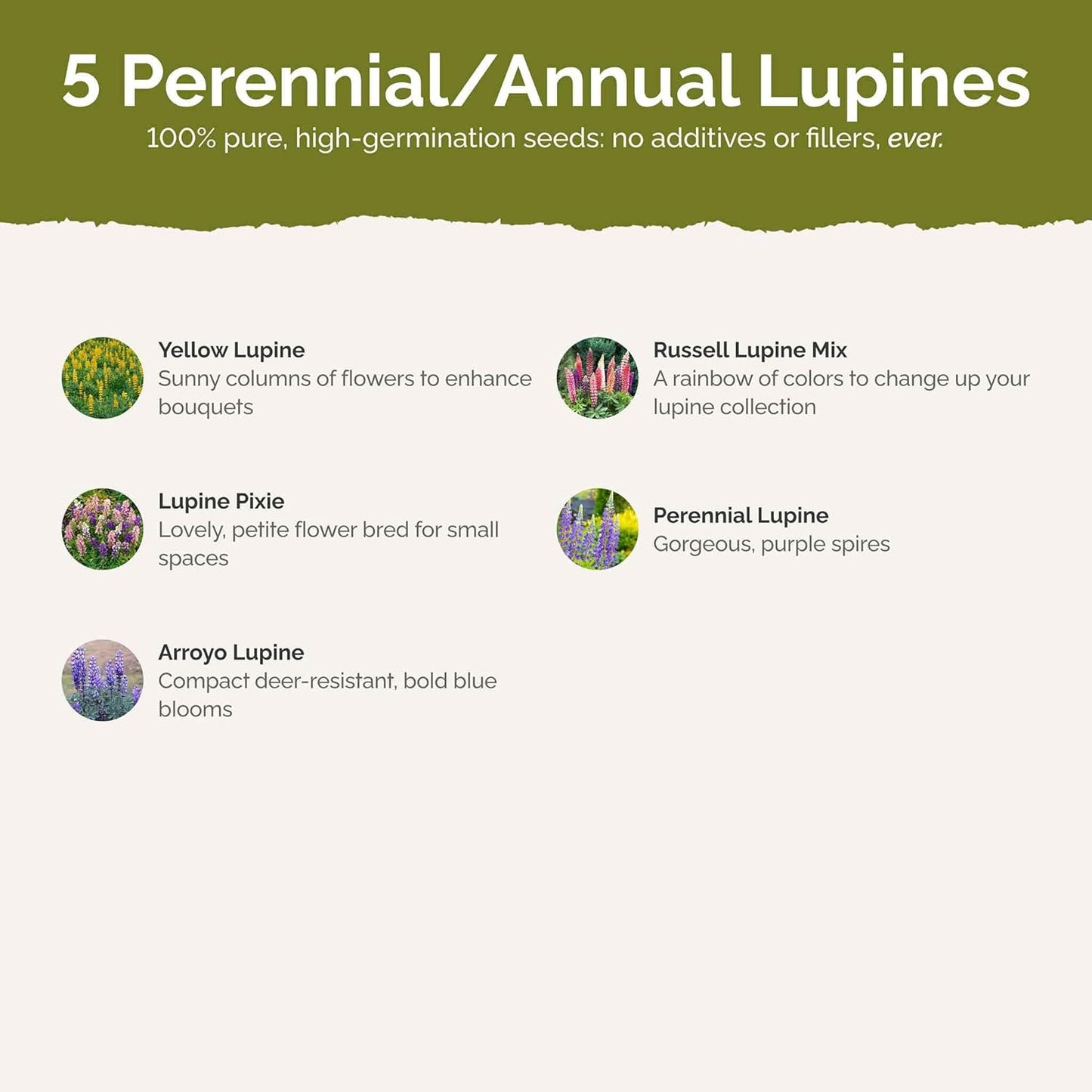 Eden Brothers Lupine Flower Mixed Seeds for Planting, 1 lb, 480,000+ Seeds with Russell, Arroyo, Yellow, Sky Lupine | Attracts Pollinators, Plant in Spring or Fall, Zones 3, 4, 5, 6, 7, 8, 9, 10