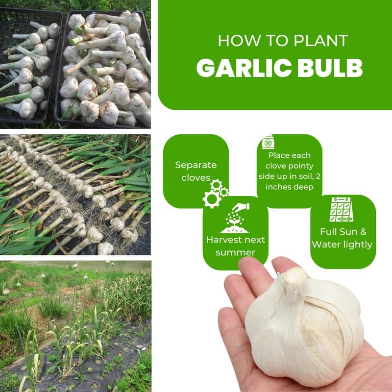 1 Pound Garlic for Planting in Fall Hardneck, 8 Music Garlic Bulbs for Planting, Fresh and High Yield Bulb Variety Pack, Hardy and Fast Growing
