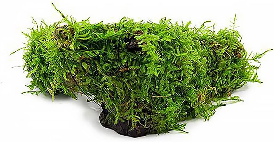 Live Aquarium Plants on Driftwood, Lava Rock, Moss Mat - Freshwater Fish Tank Plants (Christmas Moss, Driftwood (Medium))