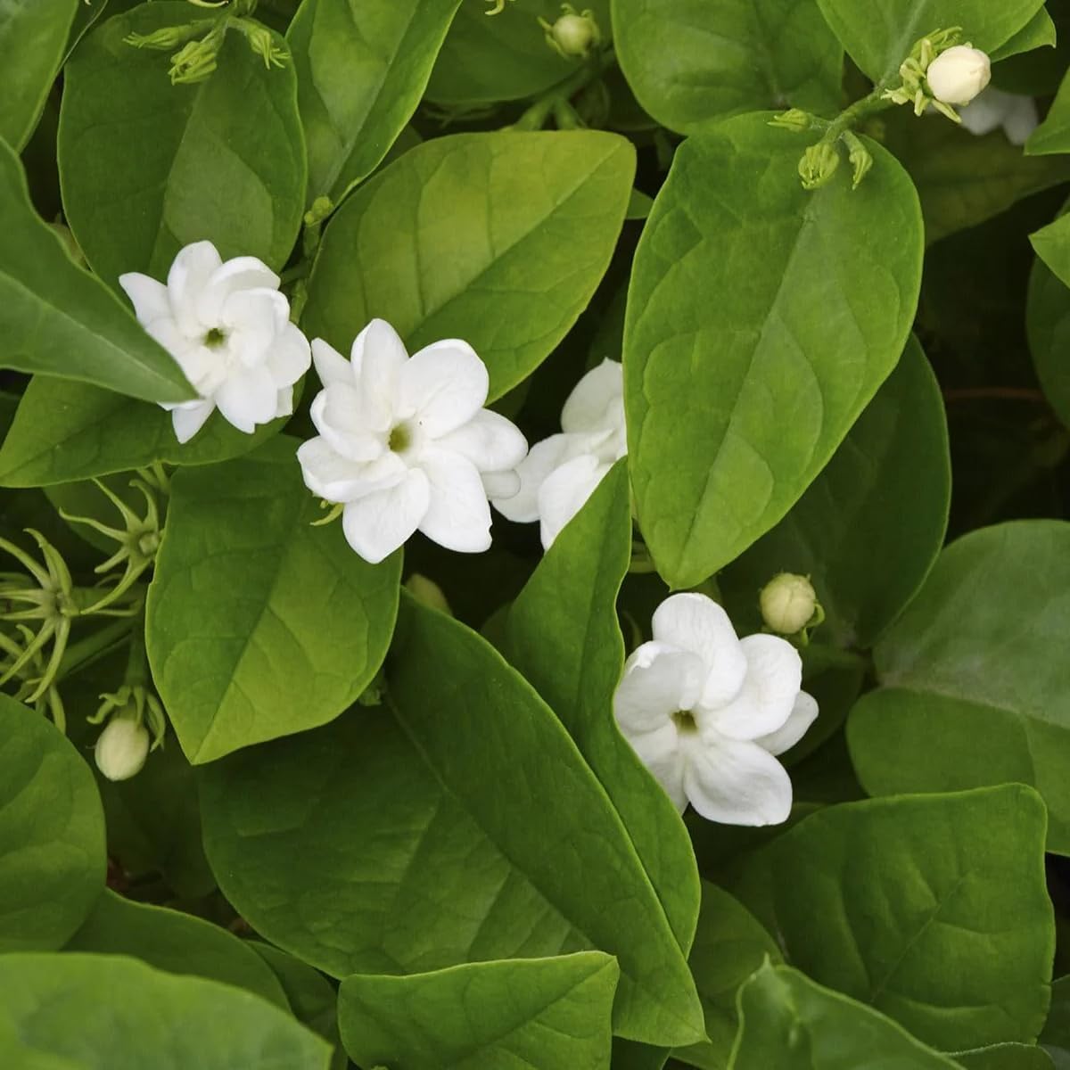 Arabian Jasmine (Jasminum Sambac) - Live, Fragrant, Blooming, Indoor/Outdoor Decorative Plant (2 Arab jas Cups)