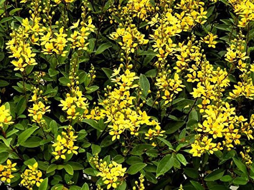 Carolina Jasmine | 60 Live Plants | Gelsemium Sempervirens | Fragrant Yellow Blooms, Evergreen Vine, Low Maintenance, Fast Growing, Climbing, Attracts Pollinators, Garden Trellis