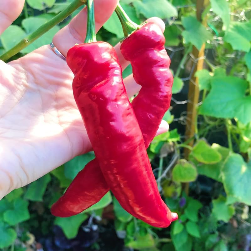 Set 6 Long Red Pepper Live Plants, 90 Days Old Live Pepper Chili Plant for Spring Planting