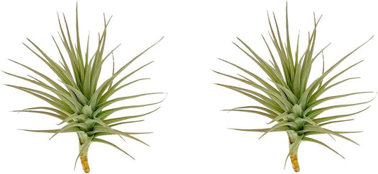 Air Plants - Flowering Tillandsia Lilla Lilac, Large 5" - 3ct - Live Arrival Guaranteed - House Plants for Home Decor & Gift