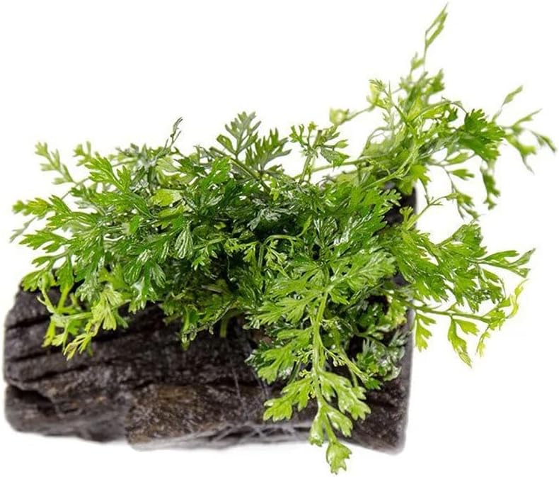 Live Planted Decor - Mini Bolbitis on Driftwood - Foreground to Midground Epiphytic Fern for Aquascaping, Aquarium Decor - Small