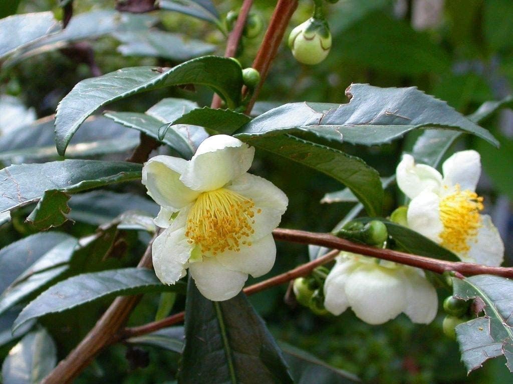 Tea Plant | Camellia Sinensis | 1 Large Live Gallon Size Plant | Grow and Brew Your Own Black White Green and Oolong Tea