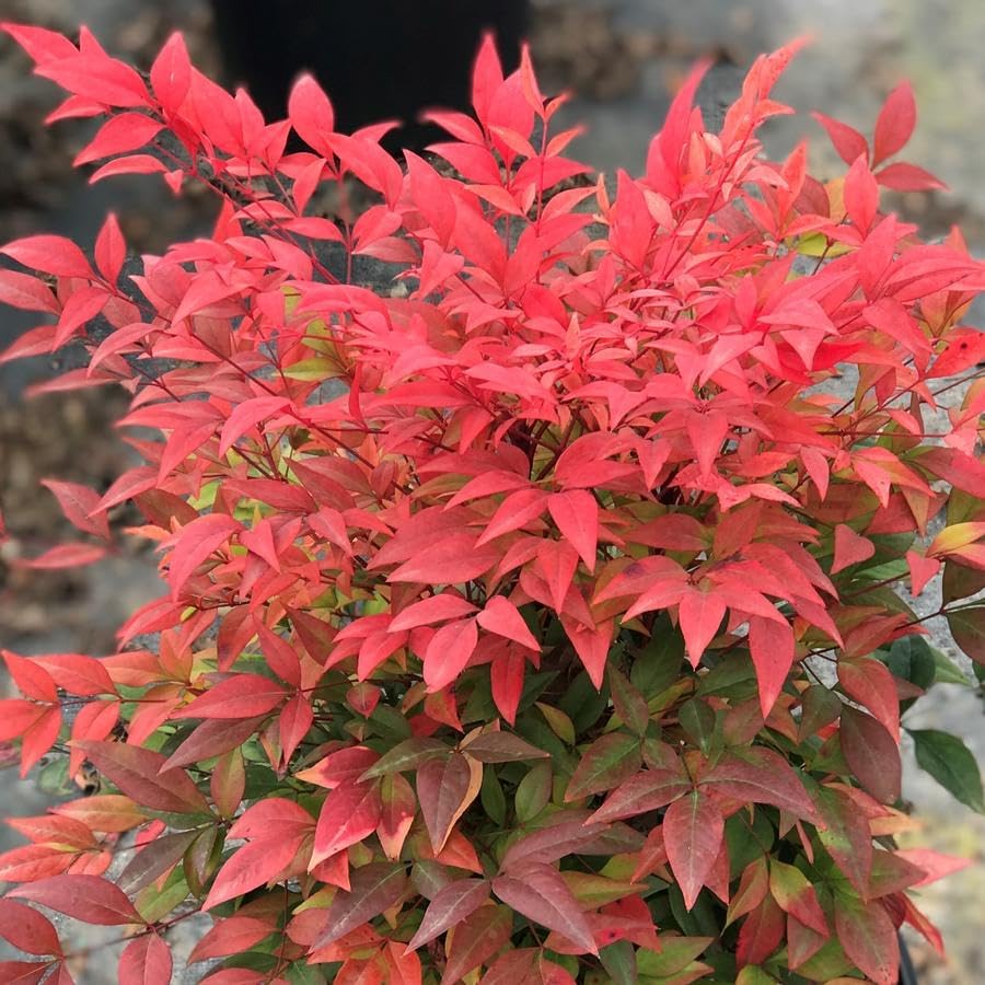 Nandina Gulf Stream - Nandina domestica. Compact Heavenly Bamboo | Year-Round Color | Low Maintenance Shrub | Drought Tolerant | Live Plant (2 Nandina Gulf Stream Bags)