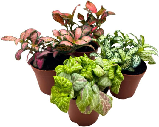 BubbleBlooms Fittonia Assortment 2 inch Set of 4