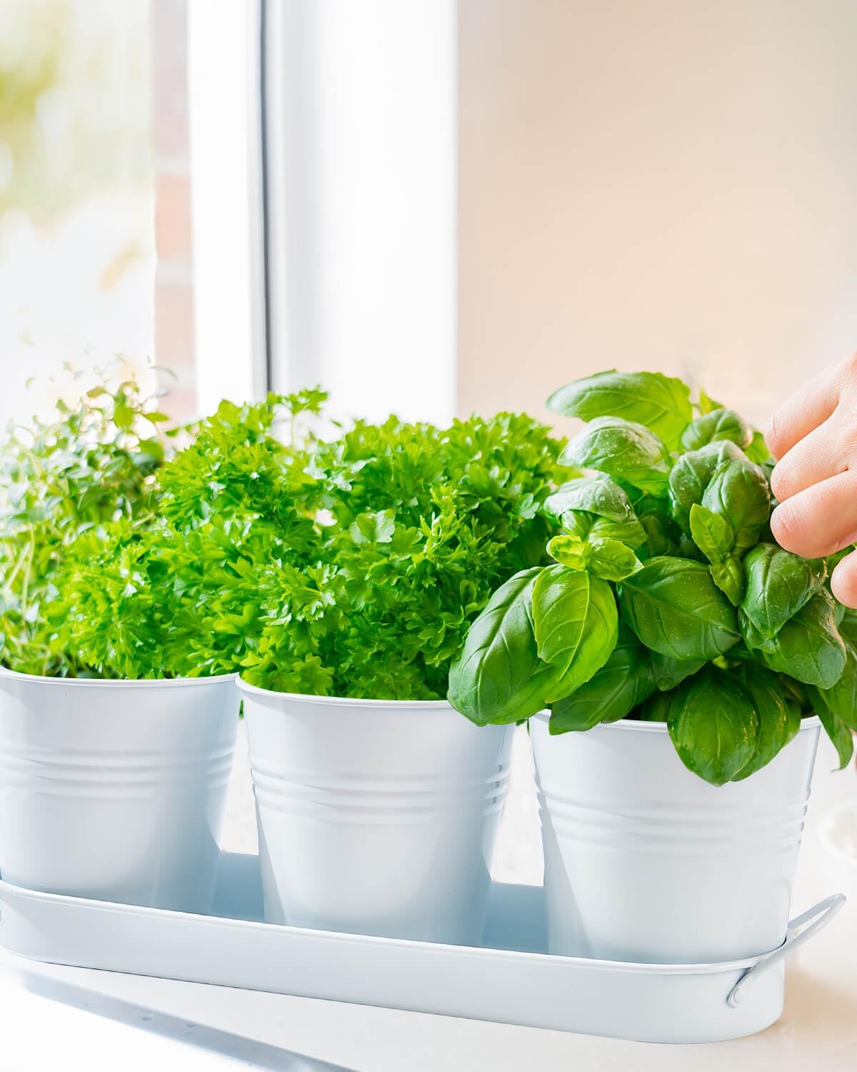 vensovo Indoor Herb Planter Set - Galvanized Windowsill Garden Pots with Tray & Drainage, Set of 3 Metal Window Planters for Kitchen & Outdoor Use, White