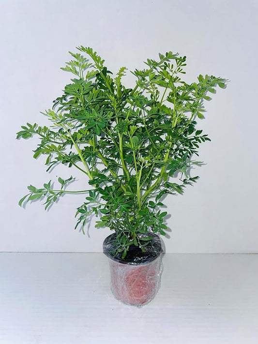 Ruda Plant Common Rue Ruta graveolens Herb of Grace, green