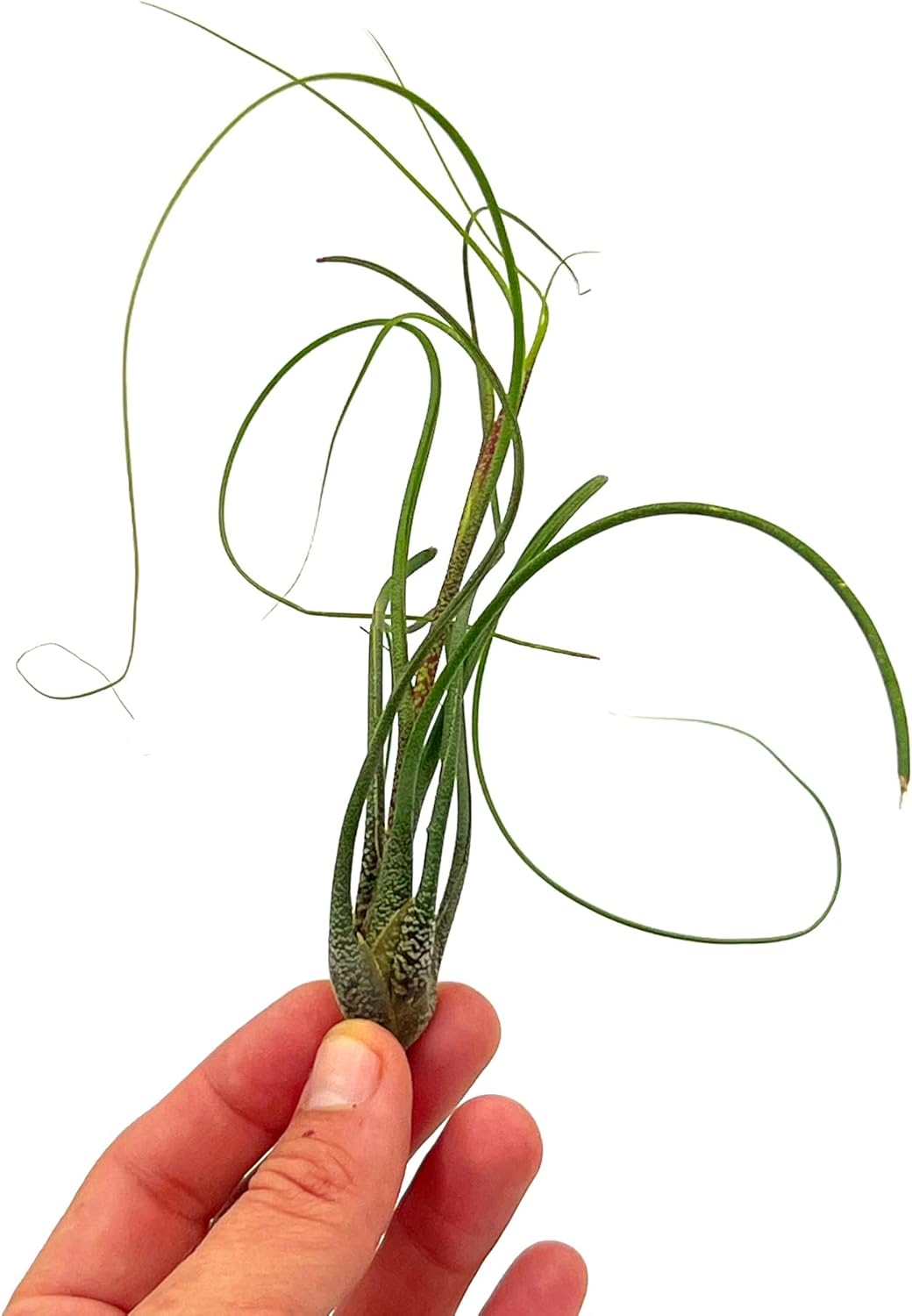 Live Air Plants - Tillandsia Butzii, Jumbo 7-9" - 3ct - Live Arrival Guaranteed - House Plants for Home Decor & Gift