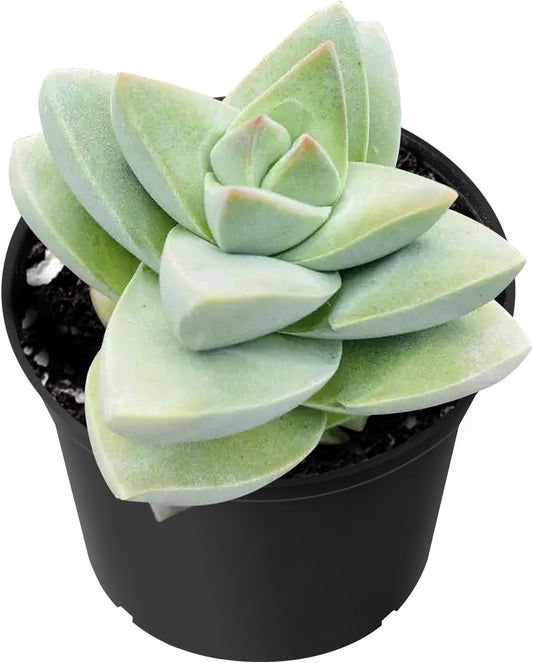 Sprout N Green Crassula 'Moonglow', Live Succulent Plant Fully Rooted in 2" Pots with Soil Mix, Real Houseplant for Indoor Outdoor Home Office Wedding Decoration Party Favor