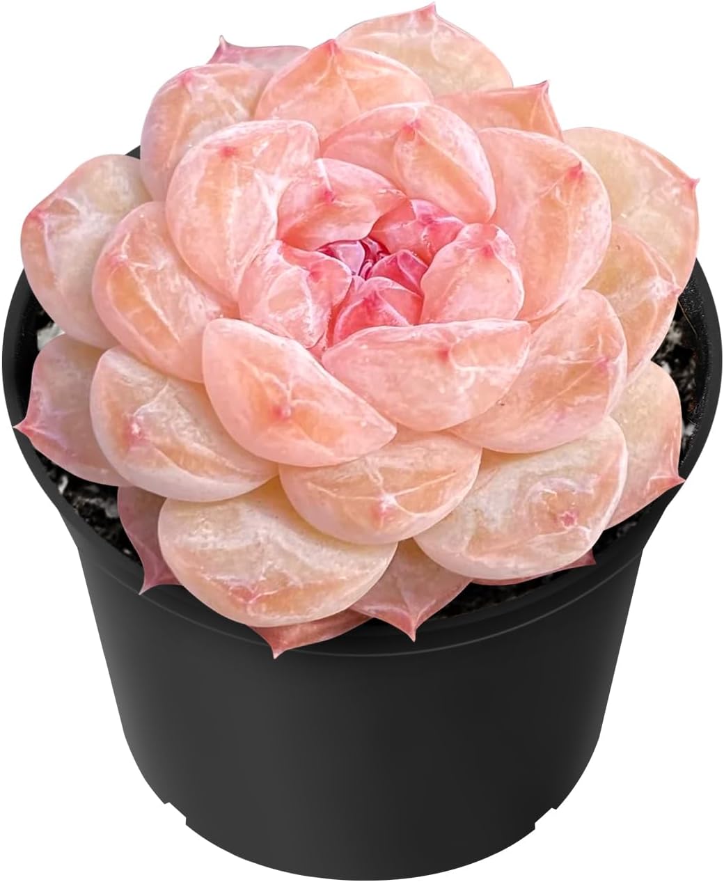 Sprout N Green Echeveria 'ICY Laui' Sugar Heart, Rare Live Succulent Plant Fully Rooted in 2" Planter with Soil, Home Office Indoor Outdoor Wedding Decoration DIY Projects Party Favor