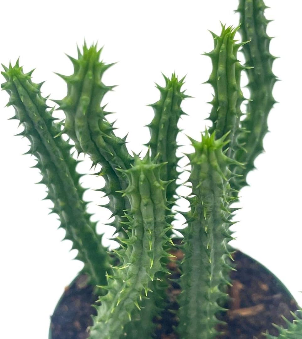 BubbleBlooms Huernia Red Dragon Stapelia Cactus/Huernia penzigii, in 4 inch Pot