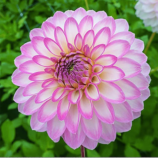 Arbatax Dahlia - 5 Gallon Size Bareroot Tuber…