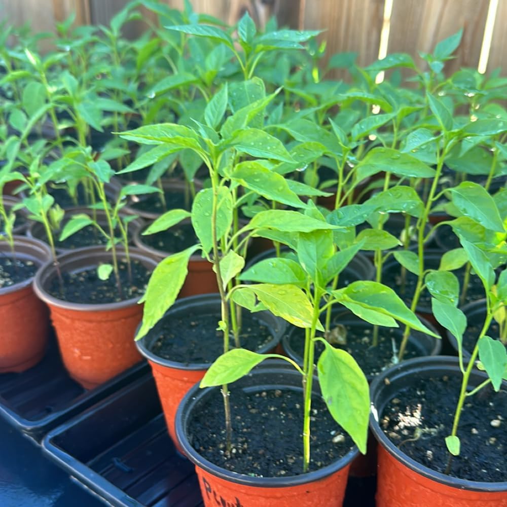 Red Bird Chile Pequin Pepper Live Plants, 100 Days Old Pepper Plant Well Rooted Seedlings, Hot Peppers for Year Round Harvesting