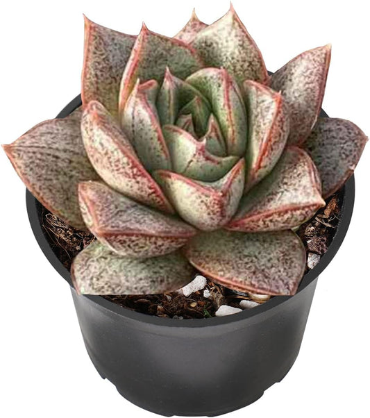 2" Live Succulent 'Echeveria Purpusorum', Succulent Plants Fully Rooted in Pots, Unique House Plant for DIY, Party Favor, Home Office Decoration