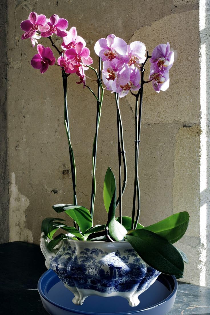 2 Pack Ceramic Plant Saucer Pot Tray 8 Inch, Planter Saucers 4 5 6 7 8 9 10 11 12 Inch for Indoors Outdoor, Durable Sturdy Flower Drainage Tray for Glazed Pots Base (8.5 Inch Blue)