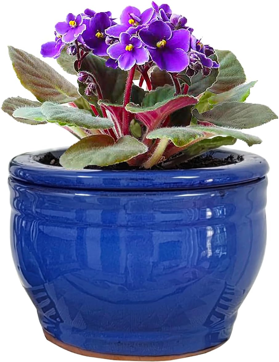 African Violet Pots Self Watering Round Ceramic Violet Pot (Blue, 6 inch)
