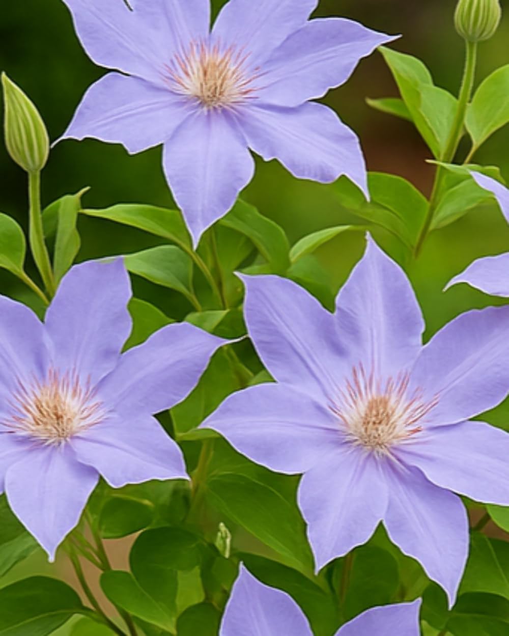 Perennial Farm Clematis Boulevard® Tranquilite™ Hybrid– Live Clematis Vine in 4 Quart Container, Pale Lavender Blooms, Compact Climber, Long Blooming, Ideal for Trellises, Containers & Fences