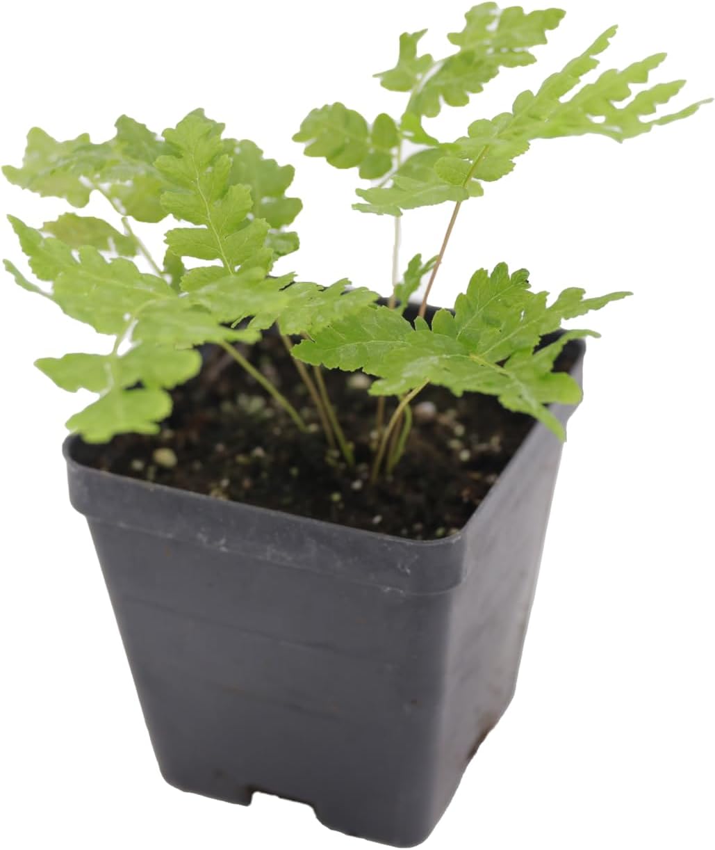 Greenwood Nursery: Live Perennial Plants - Cinnamon Fern + Osmundastrum Cinnamomeum - [Qty: 3X Pint Pots] - (Click for Other Available Plants/Quantities)