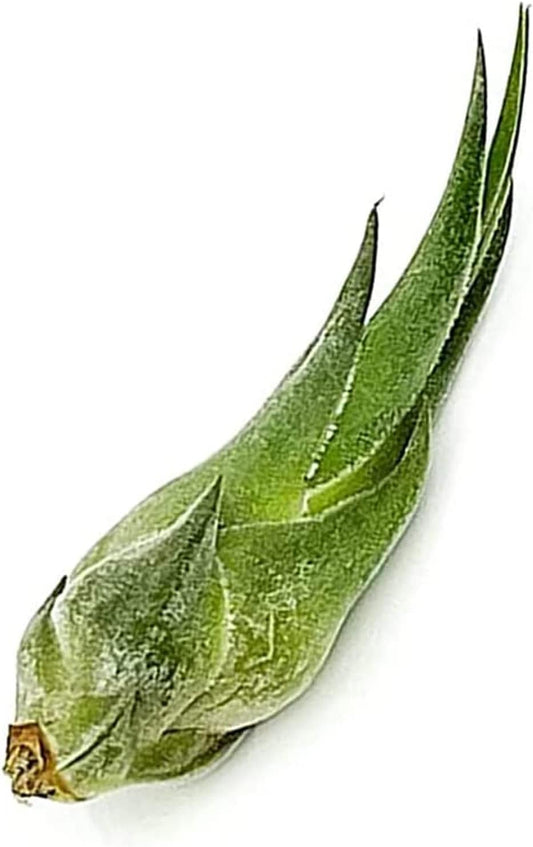 Air Plants - Tillandsia Seleriana, Large 4-6" - 1ct - Live Arrival Guaranteed - House Plants for Home Decor & Gift