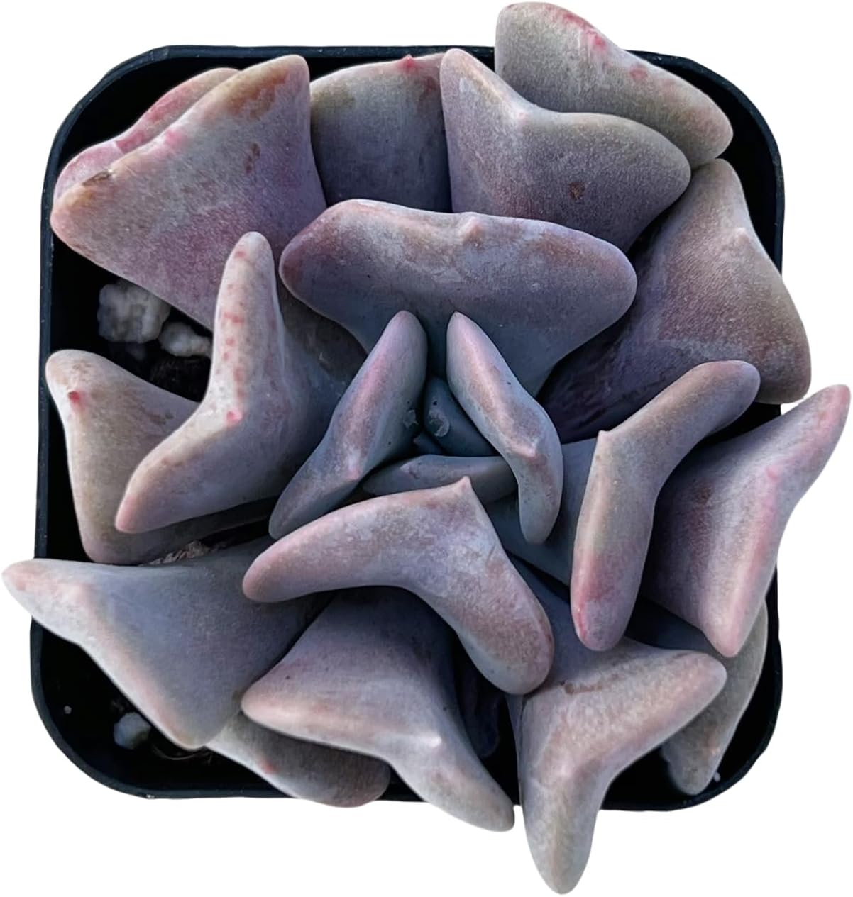 Sprout N Green Echeveria 'Cubic Frost', Live Succulent Fully Rooted in 2 inch Starter Pot with Soil Mix, House Plant for Indoor Outdoor Home Office Wedding Decoration Party Favor