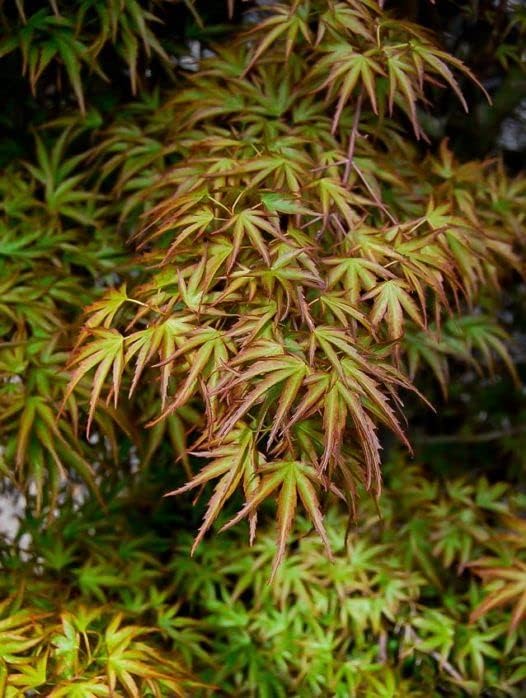 Kamagata Dwarf Japanese Maple - Live Plant - (2.5 QT)