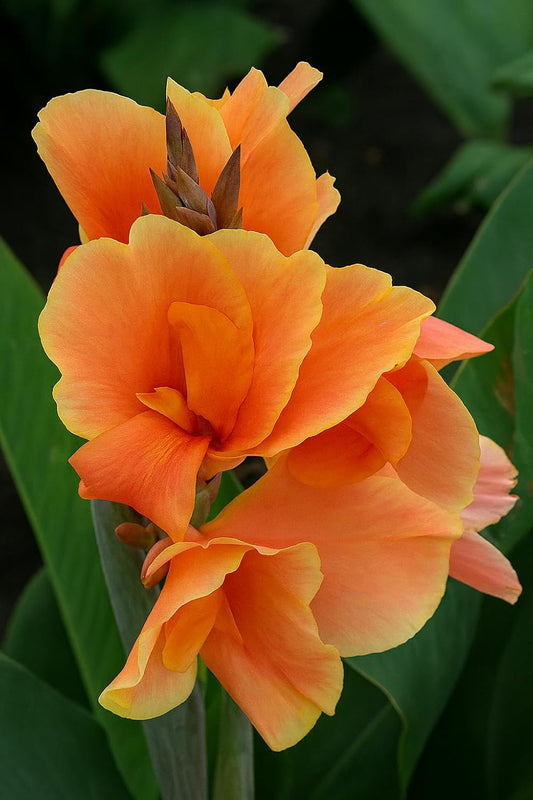 Canna Dwarf 'Tropical Sunrise' Bulb – Soft Peach Blooms for Containers & Gardens - Bring a Touch of The Tropics to Your Garden (1 Rhizome)