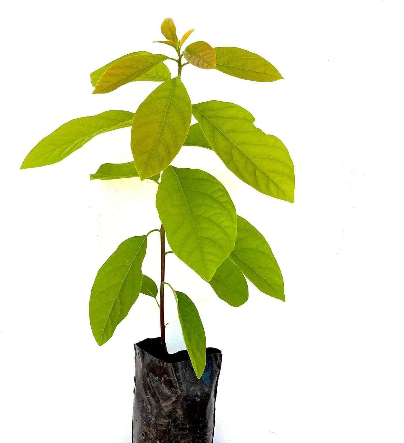 HASS Avocado Tree - Live Big Fruit Tree 12"-24" Tropical Plantae