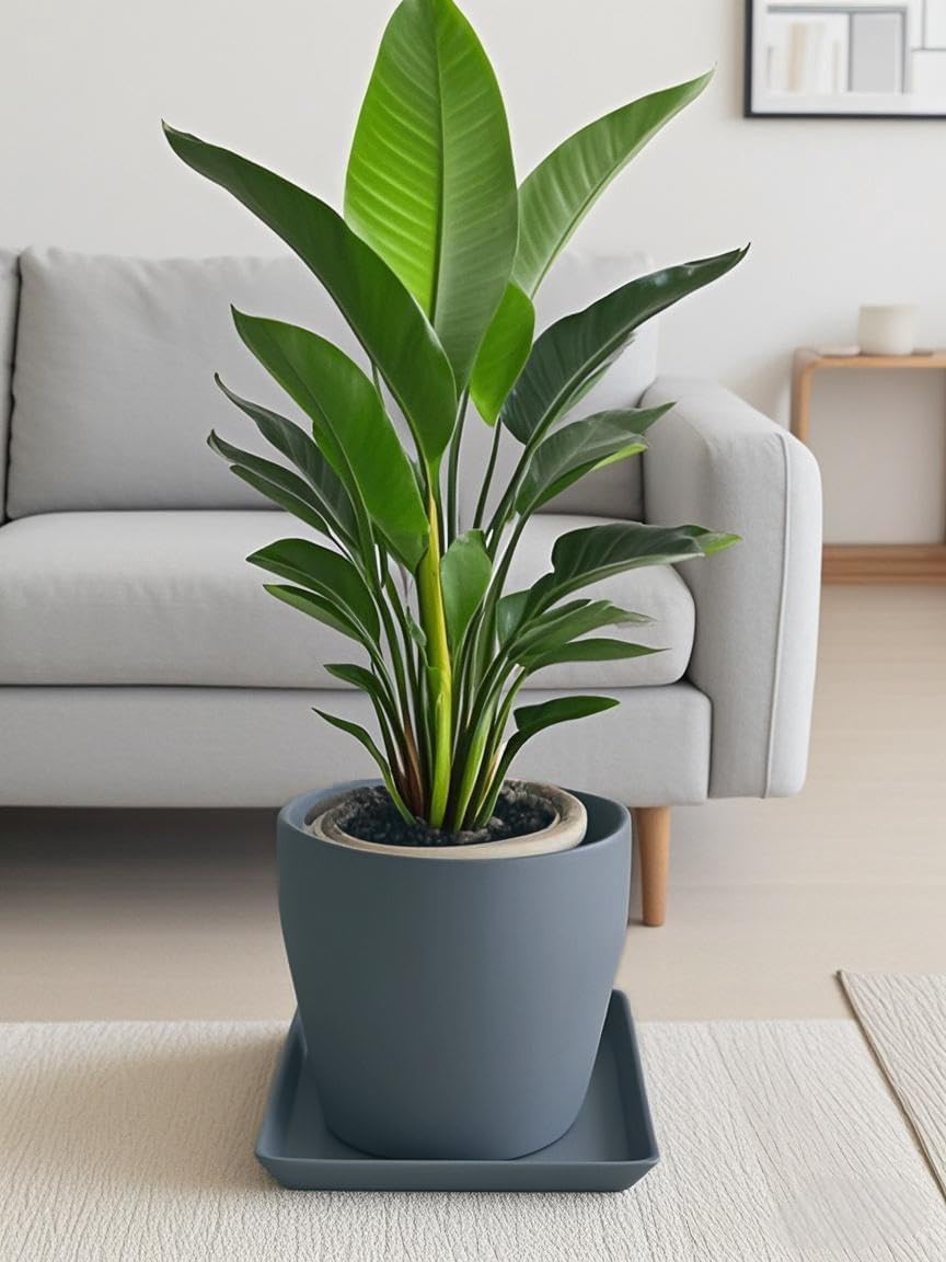 Square Plant Saucer 10 Inch 2 Pack，Plant Trays for Pots, Gray Ceramic Plant Saucers for Indoors Outdoors, Plant Drip Tray 4 6 8 10 12 14 Inch