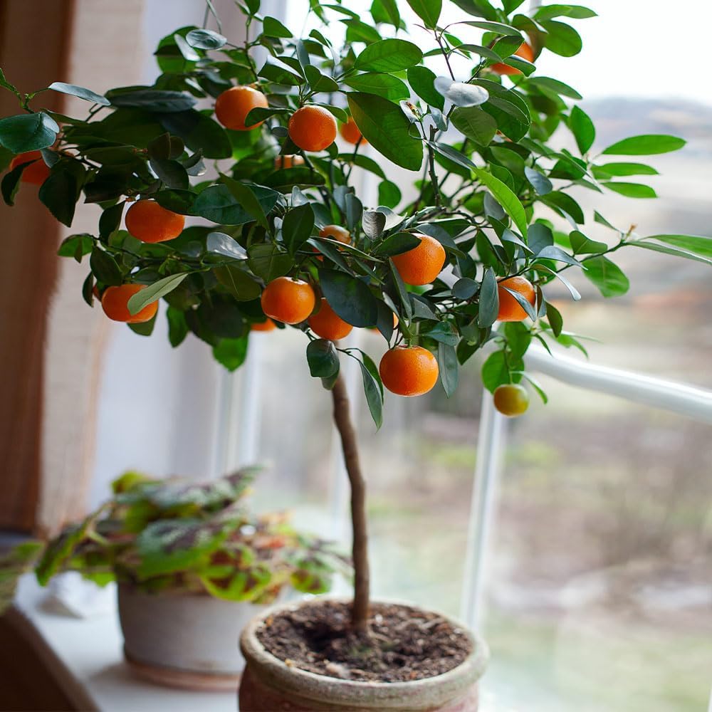 Brighter Blooms - Nules Clementine Tree, 1-2 Feet - Live Fruit Plant - No Shipping to AL, AZ, CA, FL, GA, LA, OR, TX, MS