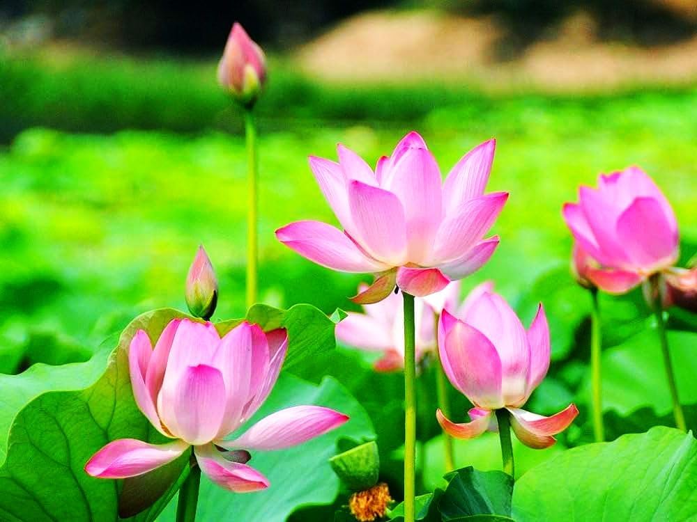 30 Mixed Miniature Water Lily & Lotus Seeds Vibrant Blooms for Bowls & Ponds Non-GMO, Indoor/Outdoor Water Garden in a Bowl or Pond