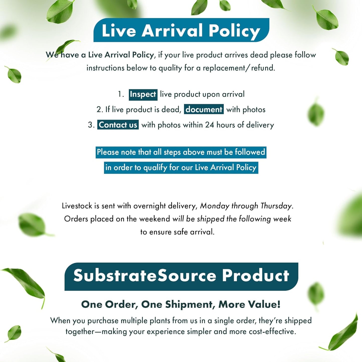 Live Plants - Ammannia Sulawesi - Orange to Pink Stem Plant for High Light Freshwater Aquarium Aquascapes, Midground to Background, Orange, Pink, Green Accent - Lead Bunch