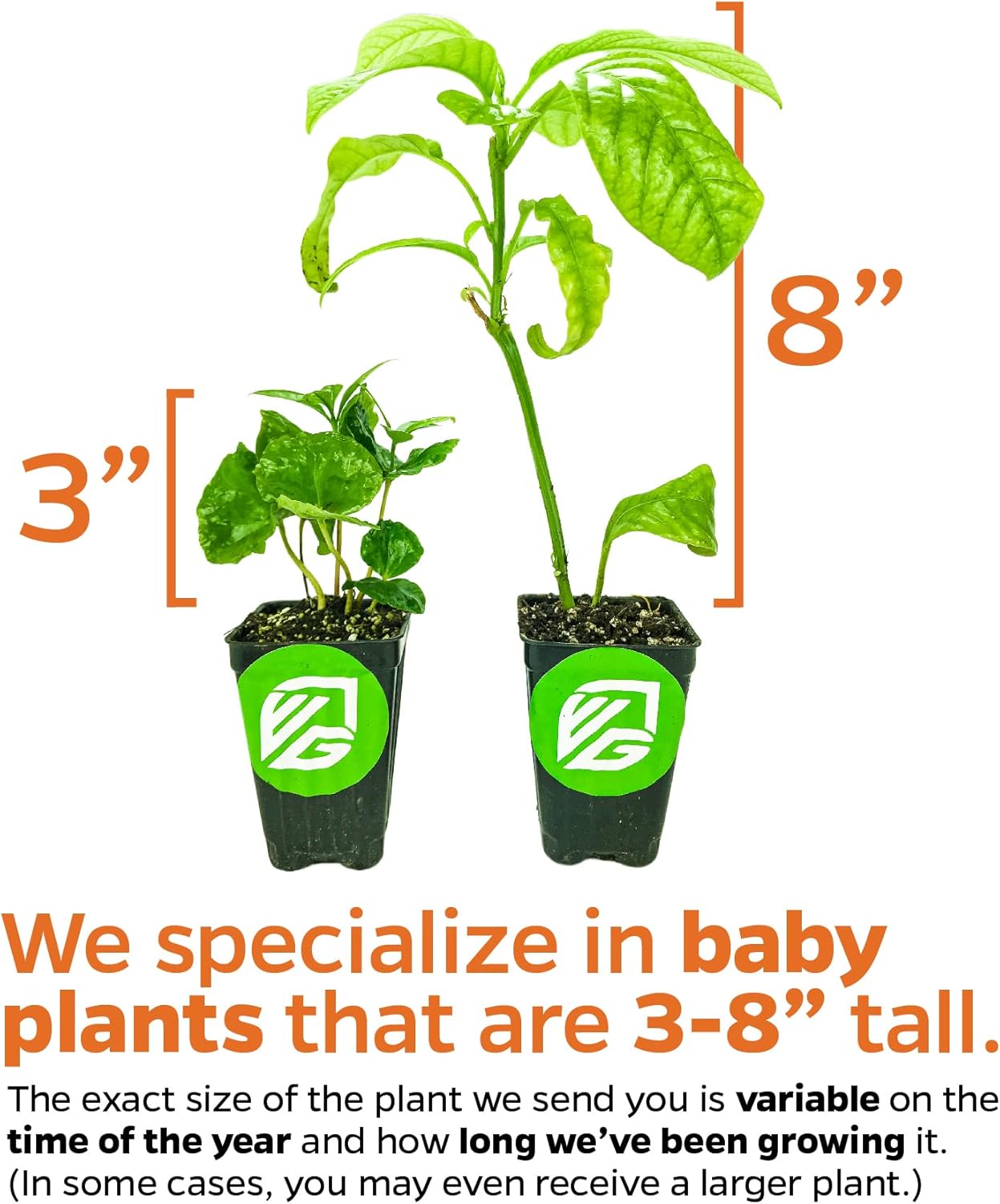 Sugarloaf Pineapple (Kona Sugarloaf) Live Plant - Ananas Comosus - Wellspring Gardens Starter Plant - Ideal Pineapple Plant Live Easy to Grow Starter Plant Great for Outdoor and Patio Planting