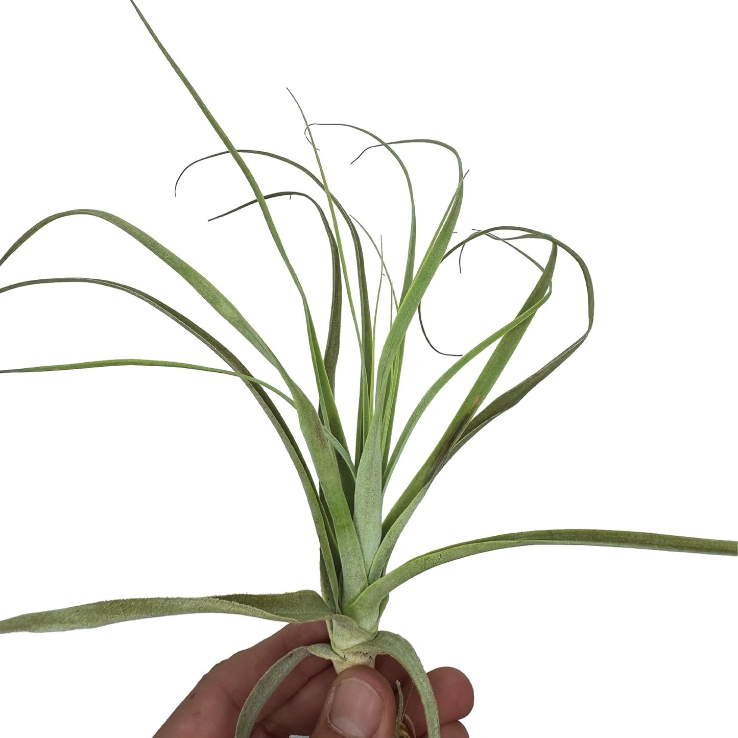 Air Plants - Tillandsia Straminea Jumbo 6-9" - 2ct - Live Arrival Guaranteed - House Plants for Home Decor & Gift