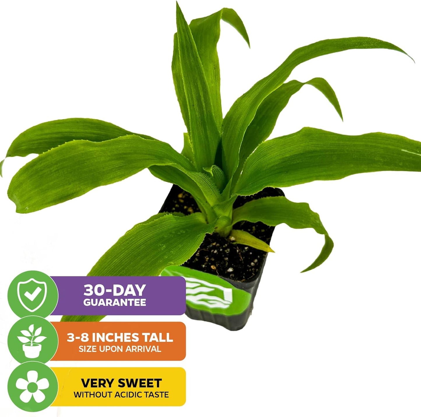 Elite Gold Pineapple Live Plant - Ananas Comosus - Wellspring Gardens Starter Plant - Ideal Pineapple Plant Live Easy to Grow Starter Plant Great for Outdoor and Patio Planting Growth Potential