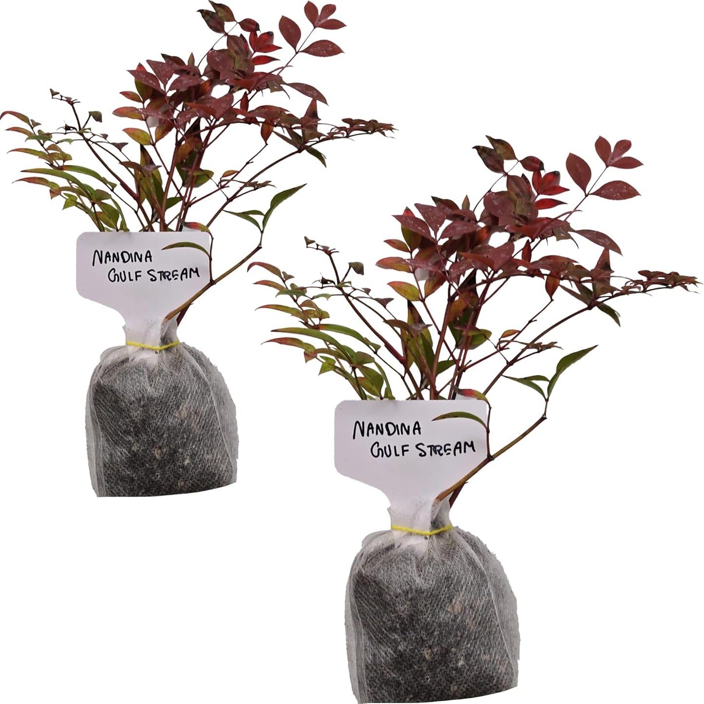 Nandina Gulf Stream - Nandina domestica. Compact Heavenly Bamboo | Year-Round Color | Low Maintenance Shrub | Drought Tolerant | Live Plant (2 Nandina Gulf Stream Bags)