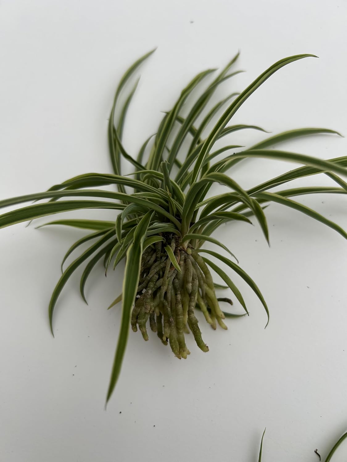 6 Pack Spider Plant Babies ~ Collectors Pack 6 Varieties ~ Airplane, Reverse, Hawaiian, Bonnie Curly, OG Green, Green Ocean - Live Starter Plants ~ Air Purifying, Low Maintenance, Easy Houseplant