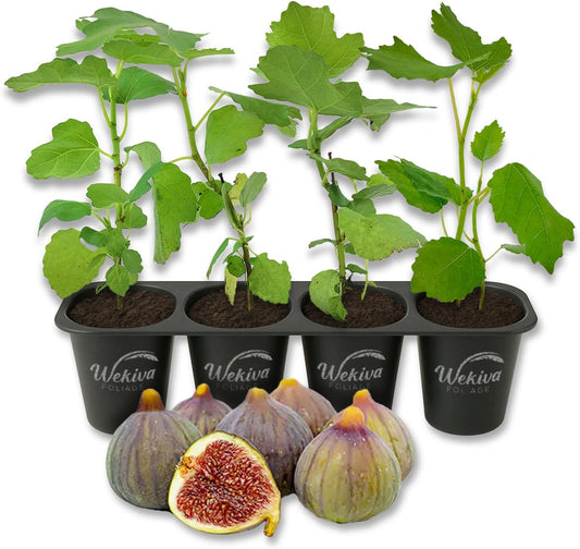 Celeste Fig Tree - 4 Live Starter Plants - Ficus Carica - Edible Fruit Tree for The Patio and Garden