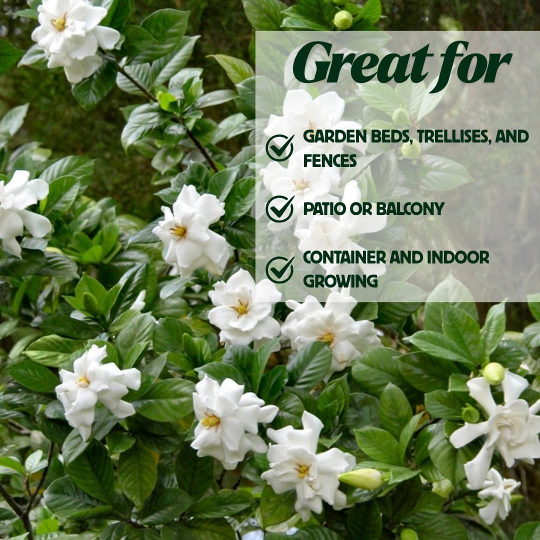 Frostproof Cape Jasmine Plants Live, Arabian Jasmine Plant Indoor, Fragrant Jasmines Flowers 4 to 7 Inch