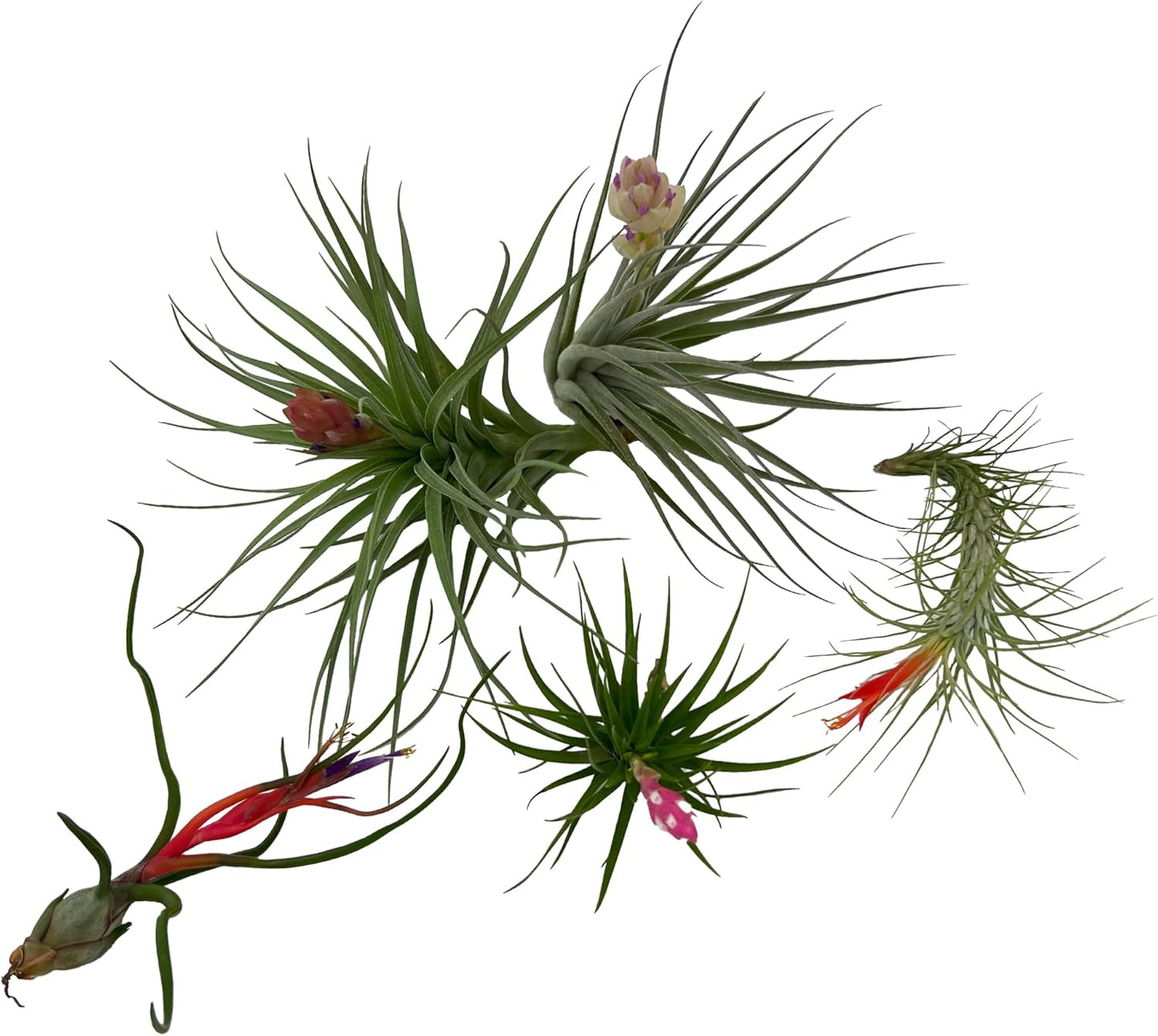 Air Plants - Elsker Gift Box - Large 4" - 5ct - Live Arrival Guaranteed - House Plants for Home Decor & Gift