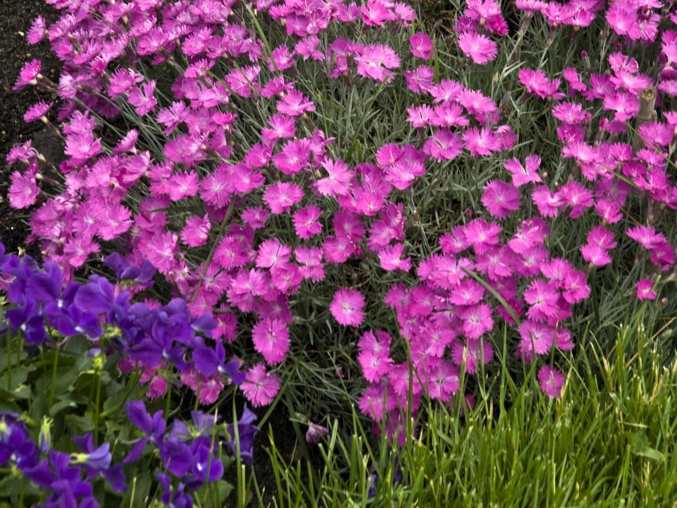 Greenwood Nursery: Live Perennial Plants - Firewitch + Dianthus Gratianopolitanus - [Qty: 5X 3.5 Pots] - (Click for Other Available Plants/Quantities)