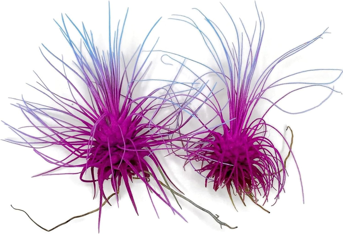 Thin Air Plant, Guatemala Tillandsia Live Airplant, Healthy Arrival Guaranteed, Great Indoor Plant, Home Decor & Gift (2 Rainbow #2)