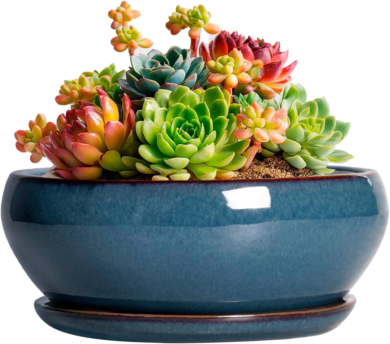 SQOWL Succulent Pots - 6 Inch Ceramic Bonsai Pots, Shallow Planter with Drainage Hole and Saucer, Modern Round Planter for Indoor Plants Outdoor, Flower Cactus Pot, Home Decor, Plant Lover Gift, Blue