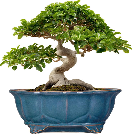 Bonsai Pots - 13.2 Inch Oval Ceramic Pots for Plants, Large Succulent Planter with Drainage Hole, Decorative Planters for Indoor Outdoor, Garden House Decor, Housewarming Gifts, Retro Blue