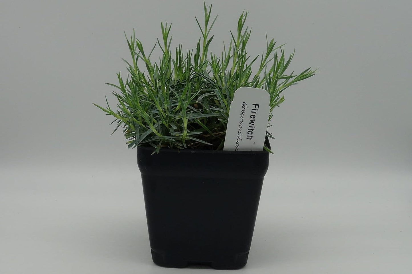 Greenwood Nursery: Live Perennial Plants - Firewitch + Dianthus Gratianopolitanus - [Qty: 1x 3.5 Pot] - (Click for Other Available Plants/Quantities)
