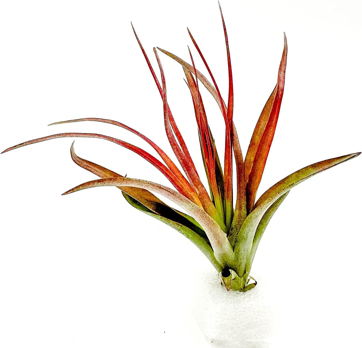 Air Plants - Tillandsia Brachycaulos Abdita, Large 4-6" - 5 ct - Live Arrival Guaranteed - House Plants for Home Decor & Gift
