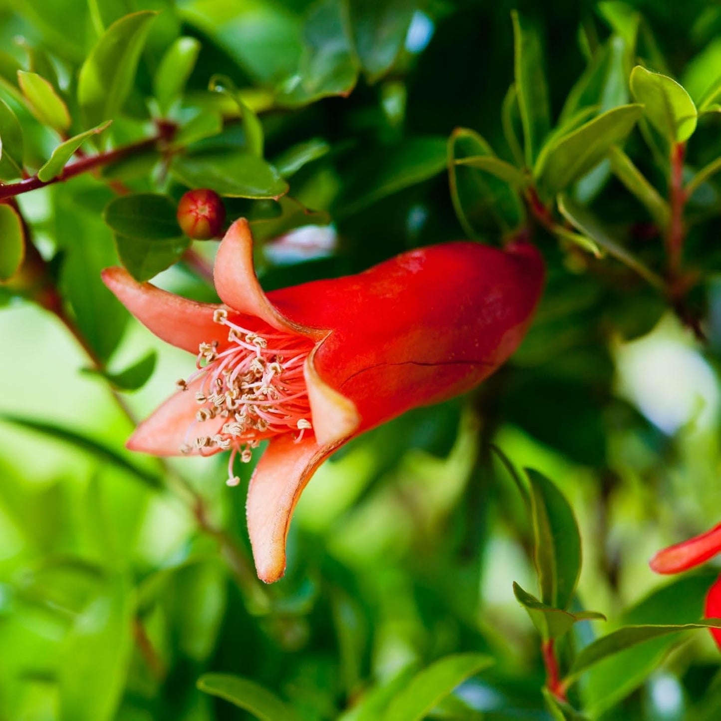 Pomegranate Salavatski Live for Sale (4 Pack) | Easy to Grow Plants | Edible Fruit Plant for Sustainable Living | Grow Your own Food on Your Edible Organic Garden| Live for Planting| 2 inch Pot