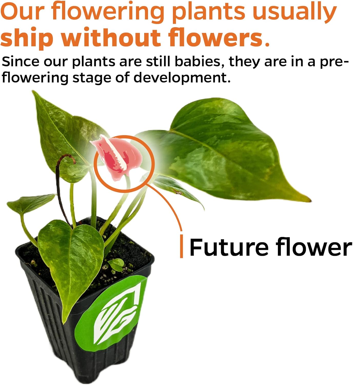 Malaysian Orchid Live Flowering Plant - Medinilla myriantha by Wellspring Gardens - Thriving Medinilla Starter Plant for Indoor or Outdoor Gardens - Vibrant Blooms, Ideal for Enthusiastic Gardeners