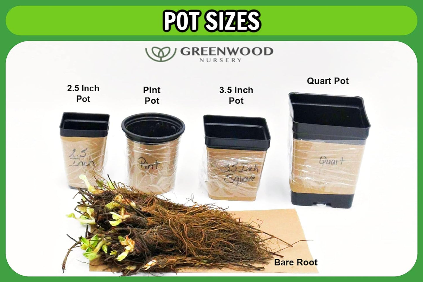 Greenwood Nursery: Live Perennial Plants - Agastache Blue Fortune + Giant Hyssop - [Qty: 2X Pint Pots] - (Click for Other Available Plants/Quantities)